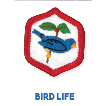 Adventure Corps Explorers Badges - "DHQ ONLY"